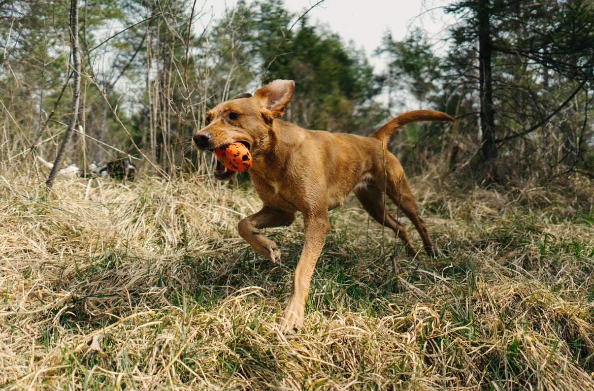 Non-stop Dogwear leikur