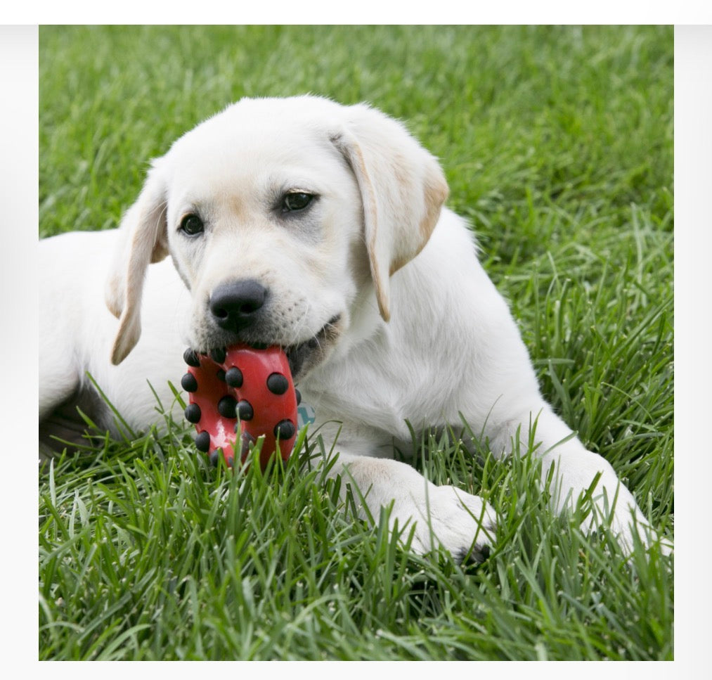 KONG® TOY DOTZ RING LARGE