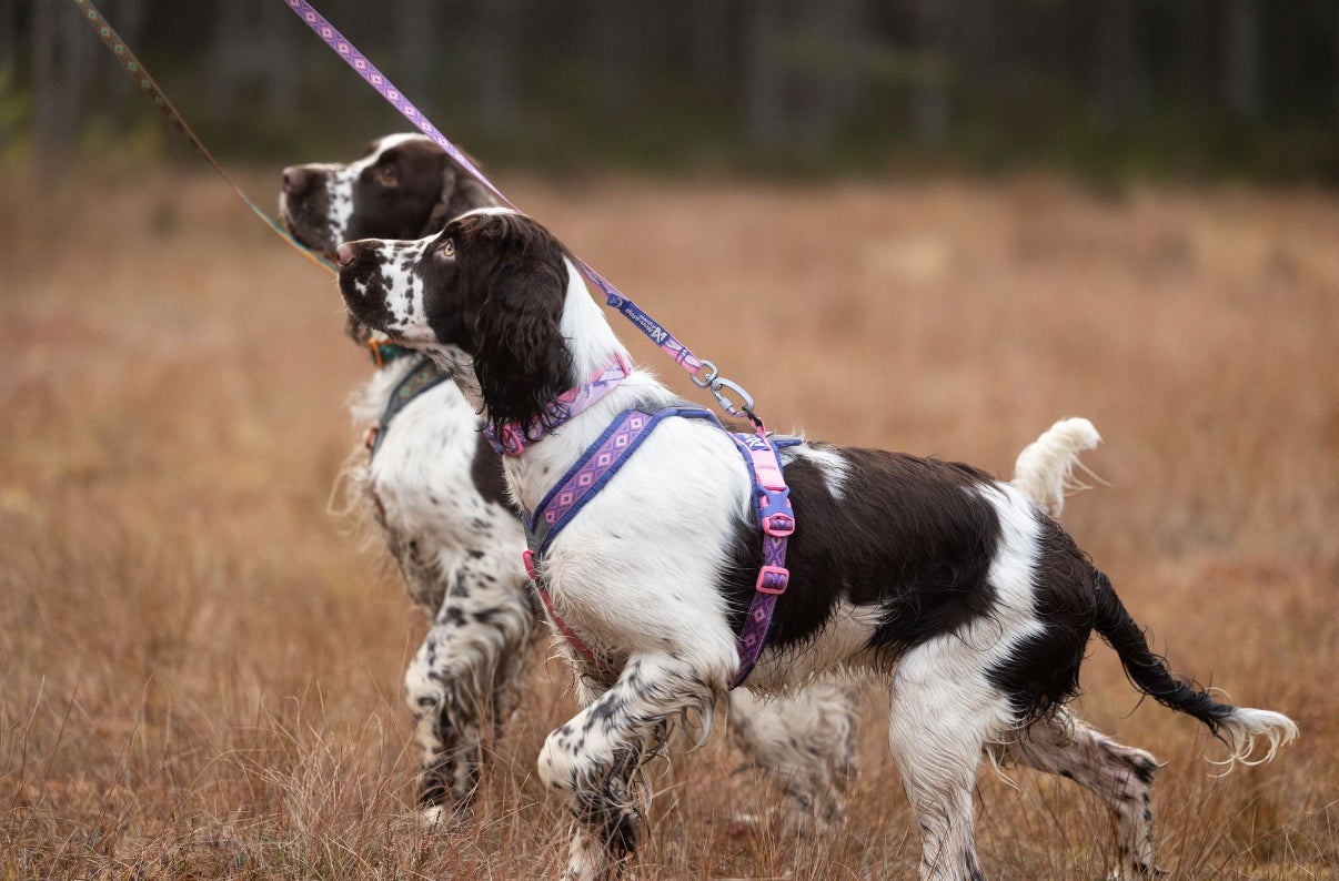 Line Harness 5.0 Purple/Pink