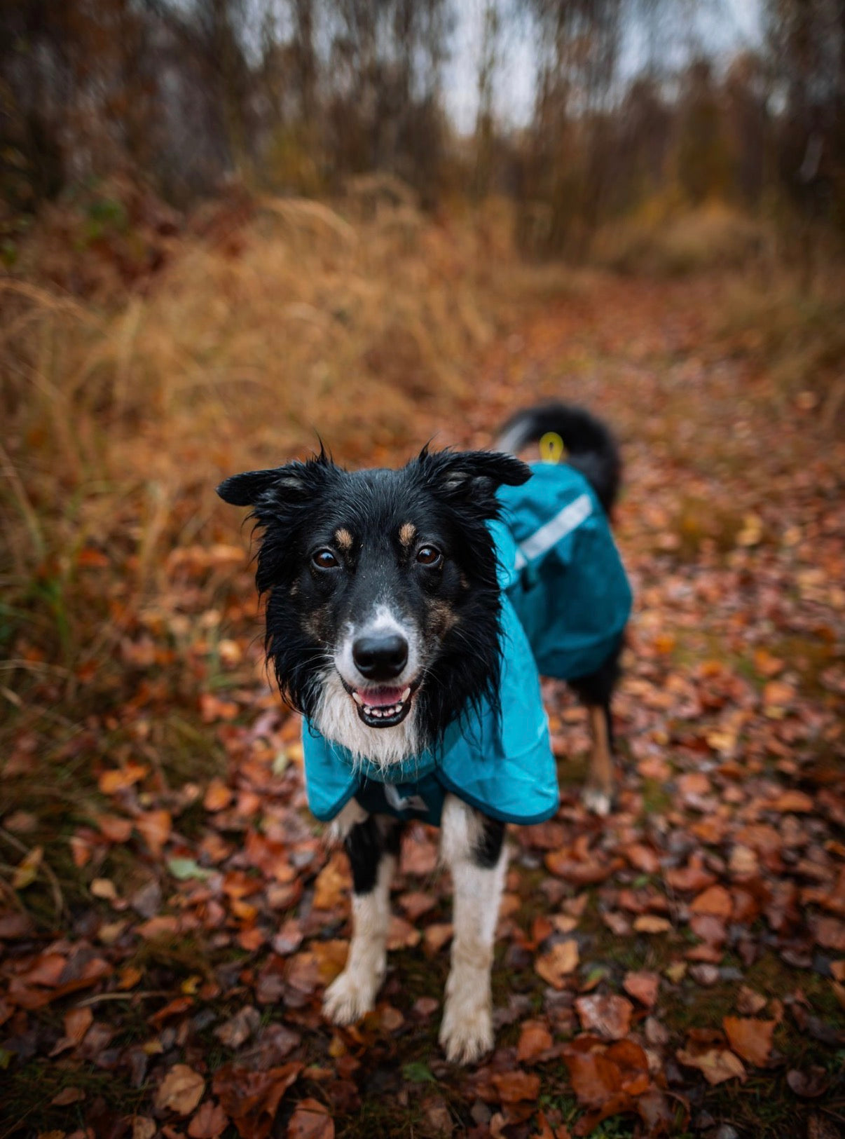 Fjord Raincoat 2.0 Teal