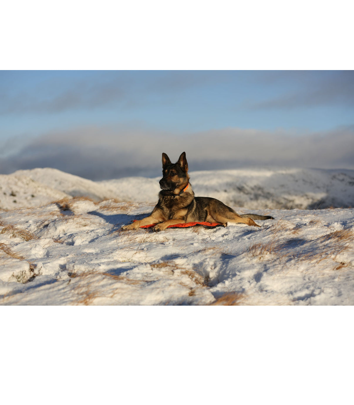Protector Bivvy Bed