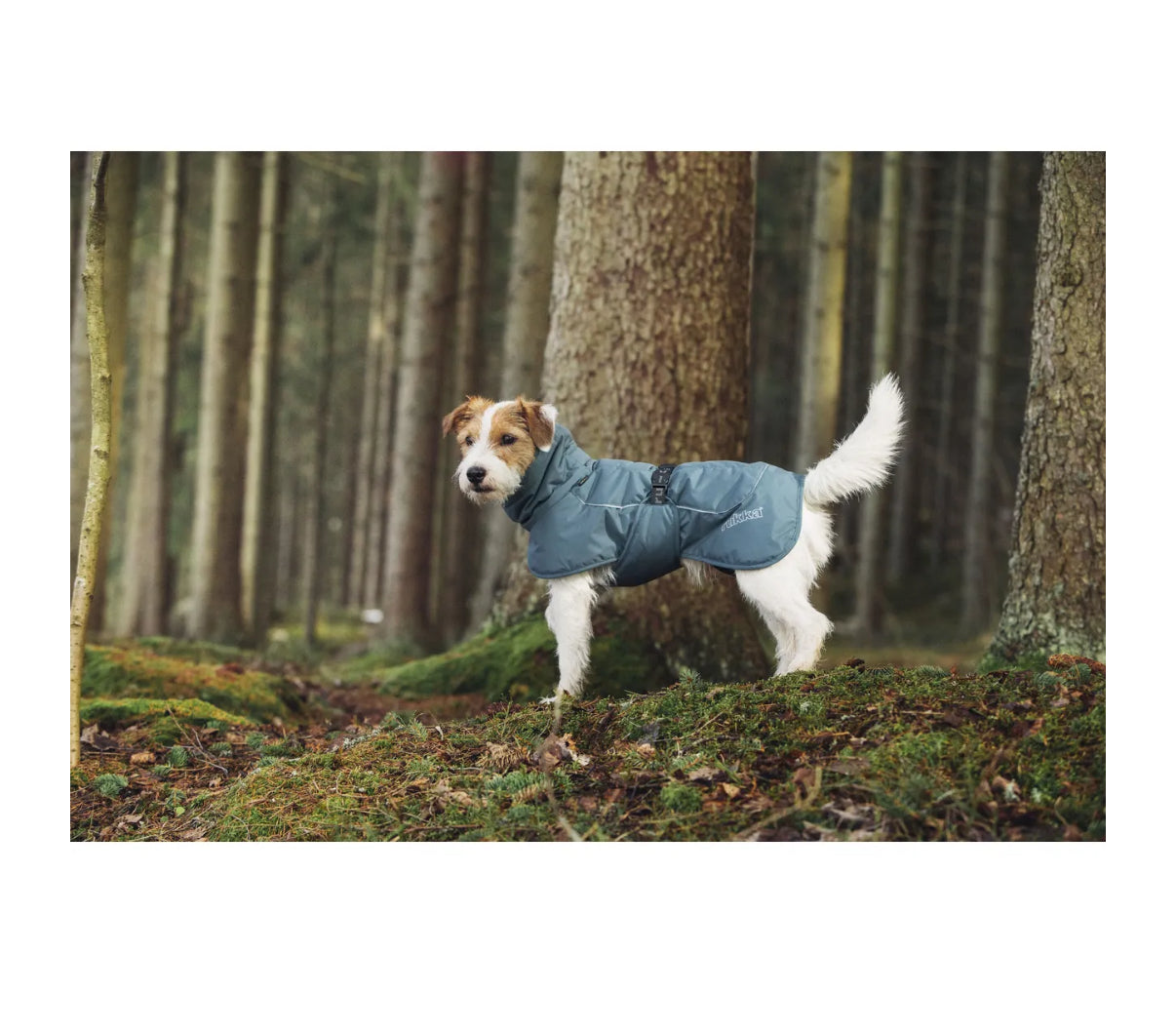 Stormy Coat Olive