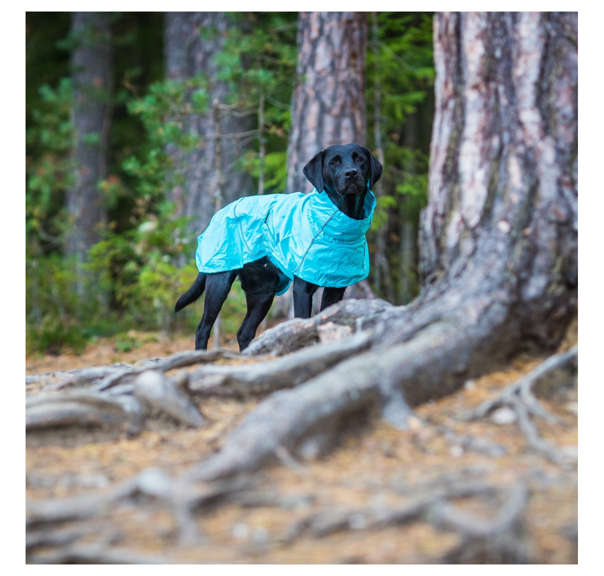Hase Raincoat Turquoise