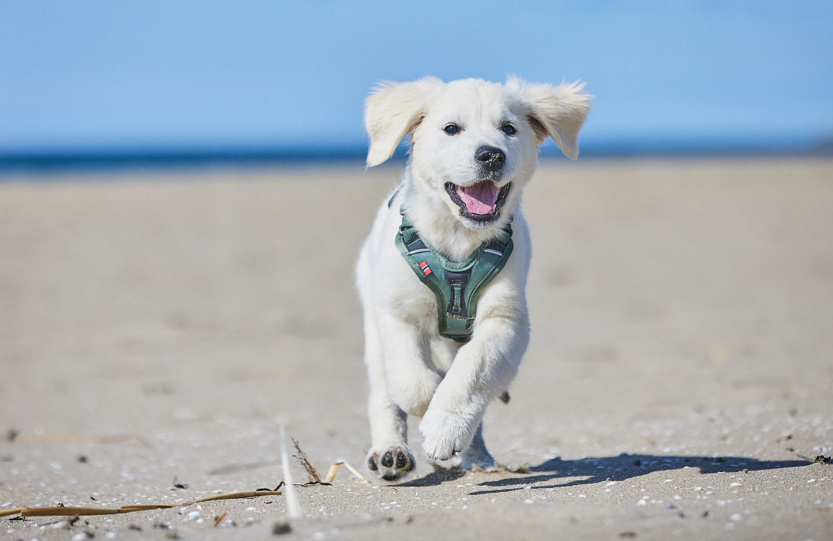 Ramble Harness Green