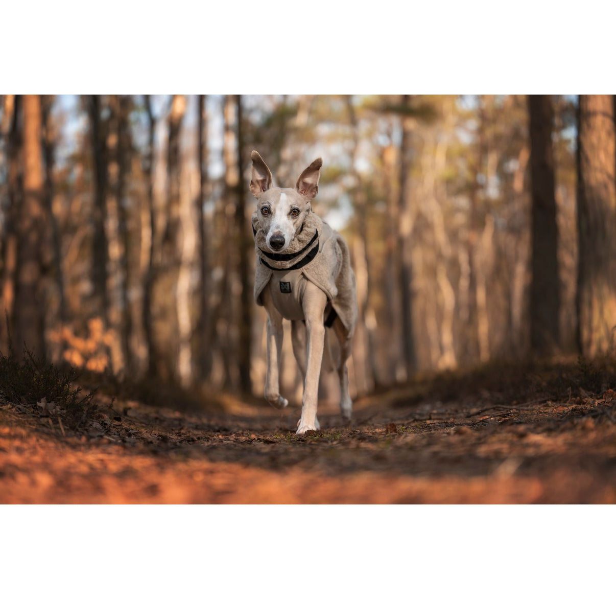 Wool Dog Jacket Sand