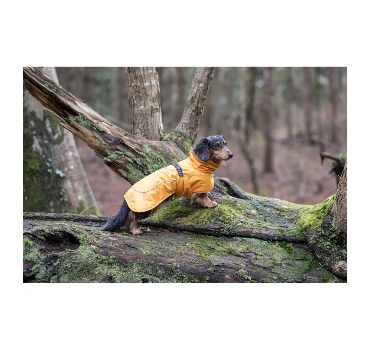 Stormy Coat Apricot