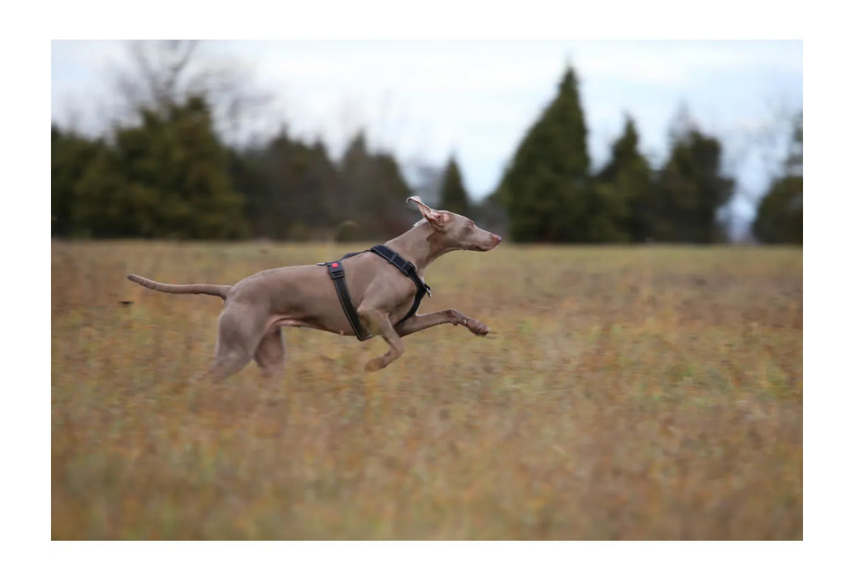 Form Harness