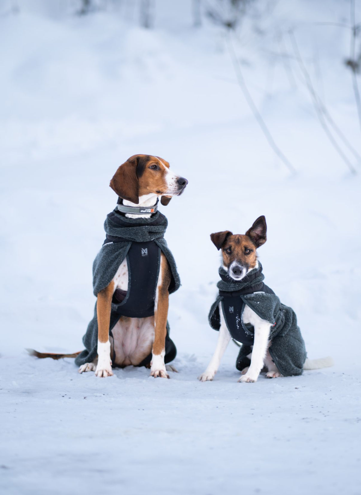 Wool Dog Jacket Dark Teal