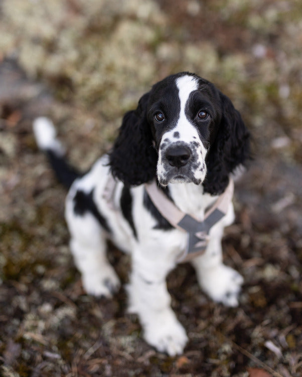 TREKKING LINE HARNESS CLIP'N™ SAND