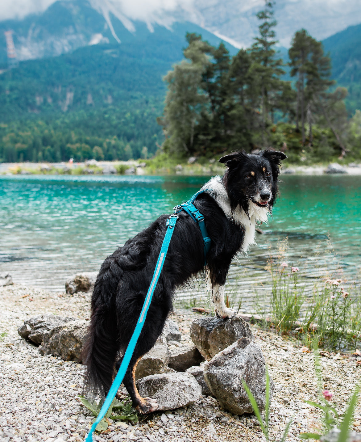 Line Harness 5.0 Teal