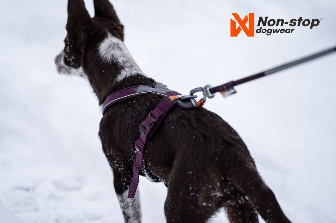 Non-stop Dogwear