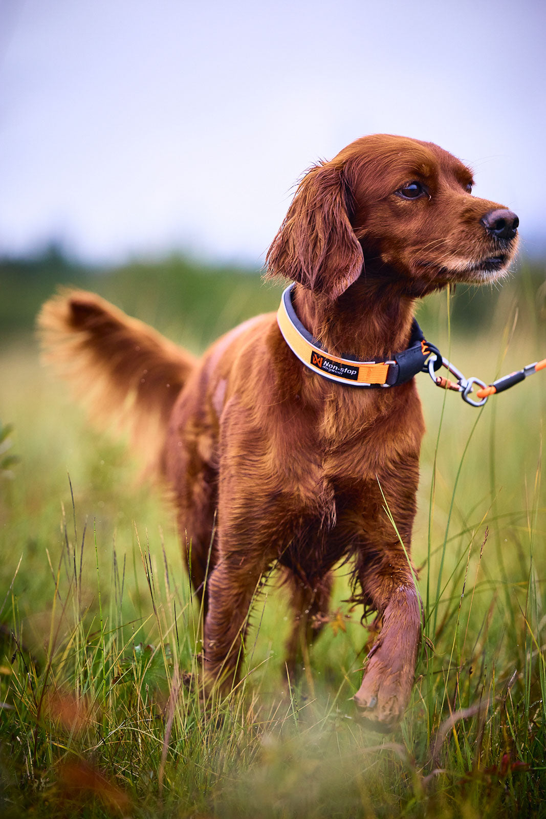 Protector Collar Orange