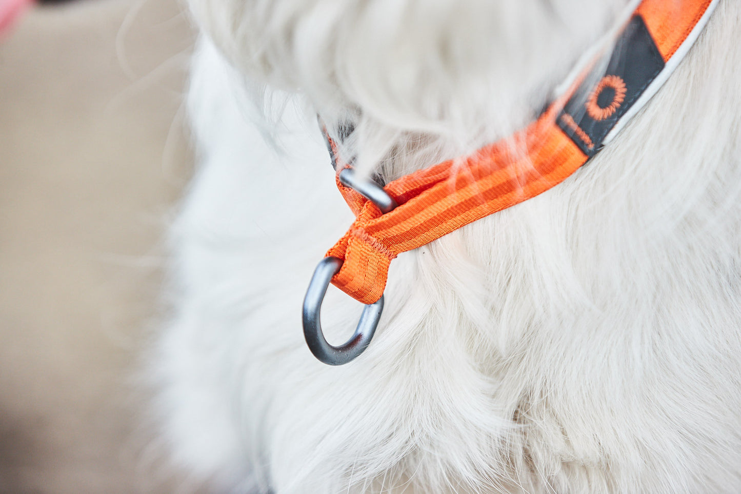 Cruise Collar Orange