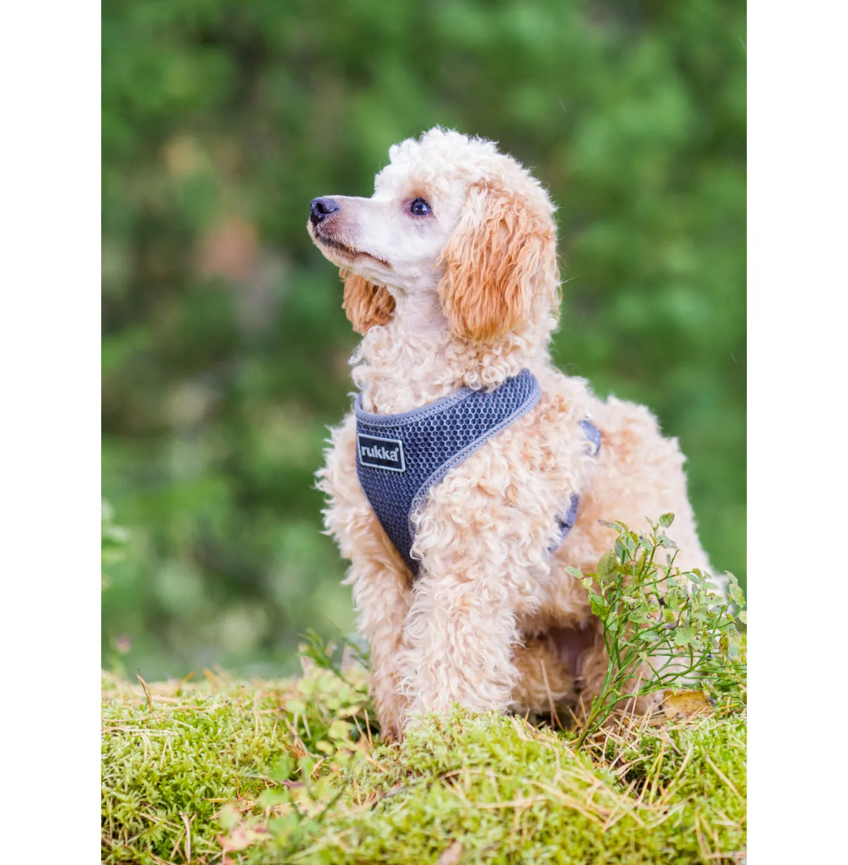 Comfort Air Harness