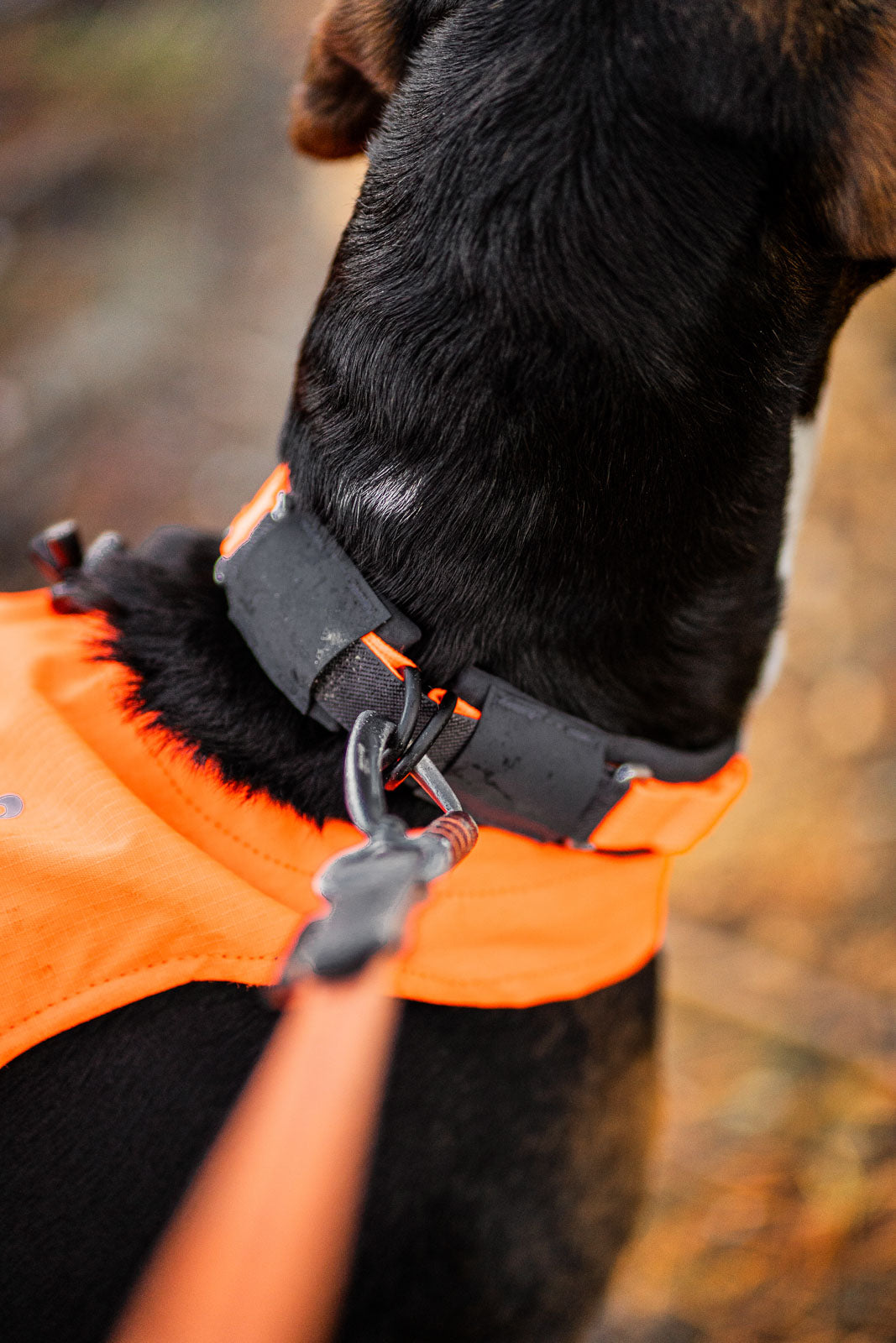 Protector Collar Orange