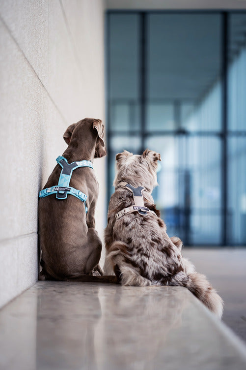 TREKKING LINE HARNESS CLIP'N™ ICE BLUE