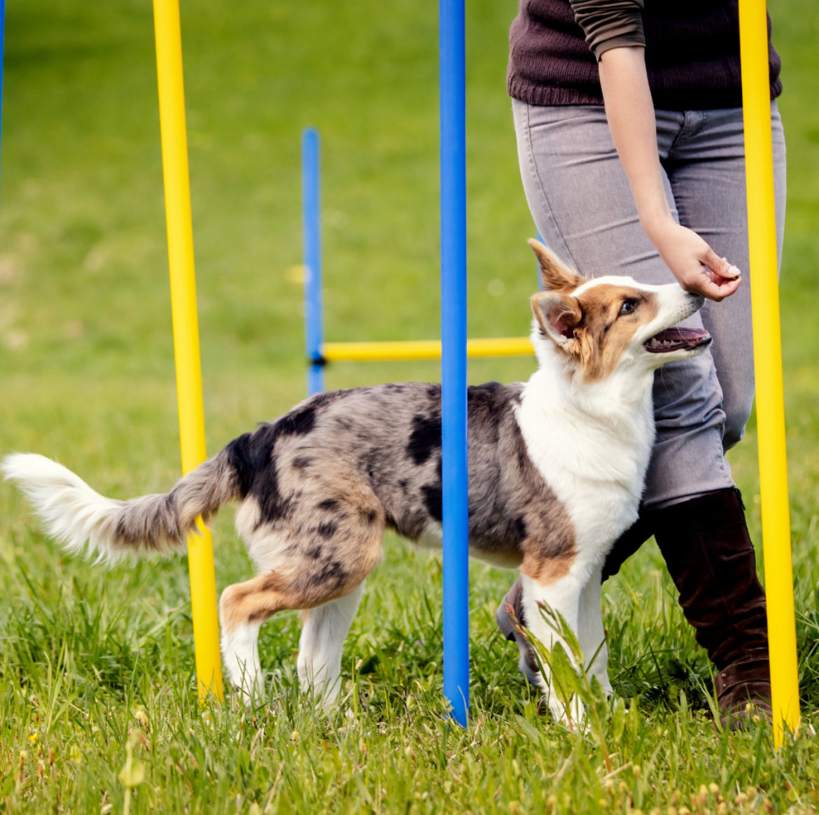 Agility slalom 6 pinnar