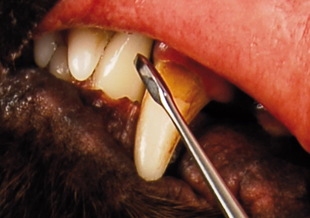 Tannreinsari dupultur